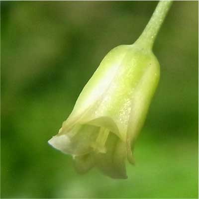 アスパラガスの雌花