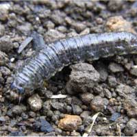 カブラヤガの幼虫